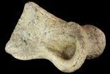 Ornithimimid Toe Bone - Alberta (Disposition #-) #96984-2